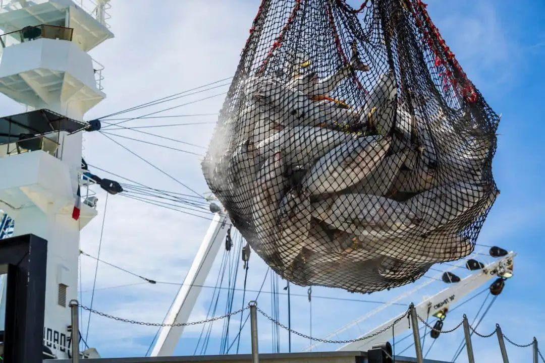 世界海洋日 | 海洋值得被深爱的9个理由
