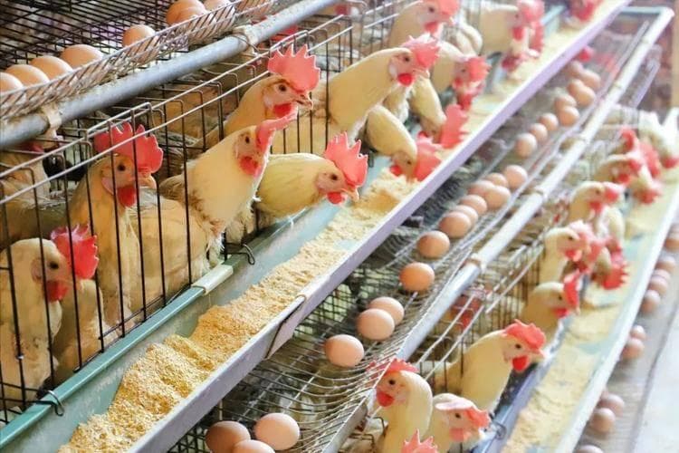 鸡啄蛋有什么解决办法？鸡啄蛋用什么料来改善？养鸡人快来学