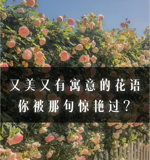 用花语传递时间的美好（以花为媒）