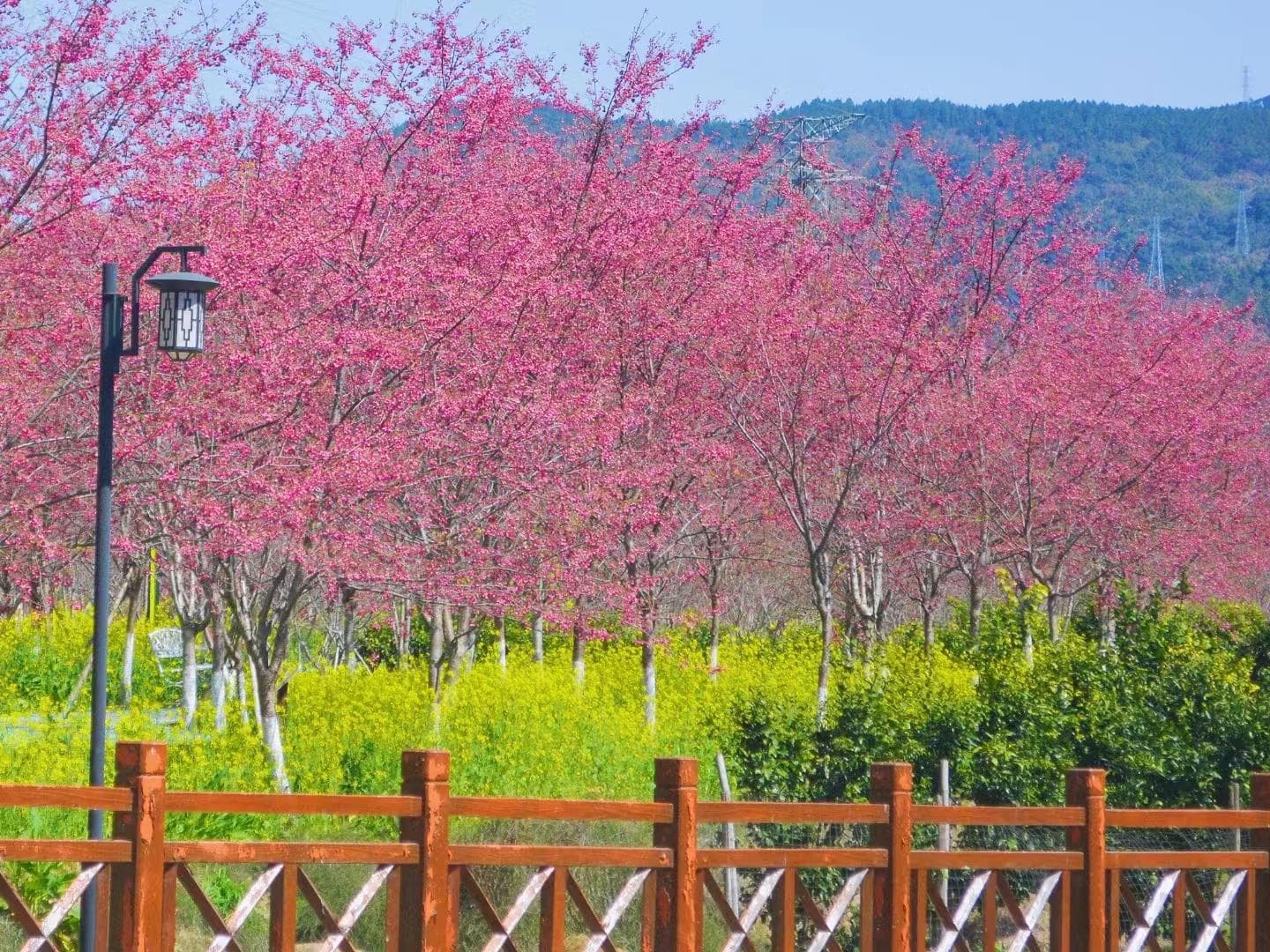 福建十大樱花打卡地出炉！从宁德到三明，赏樱胜地全攻略