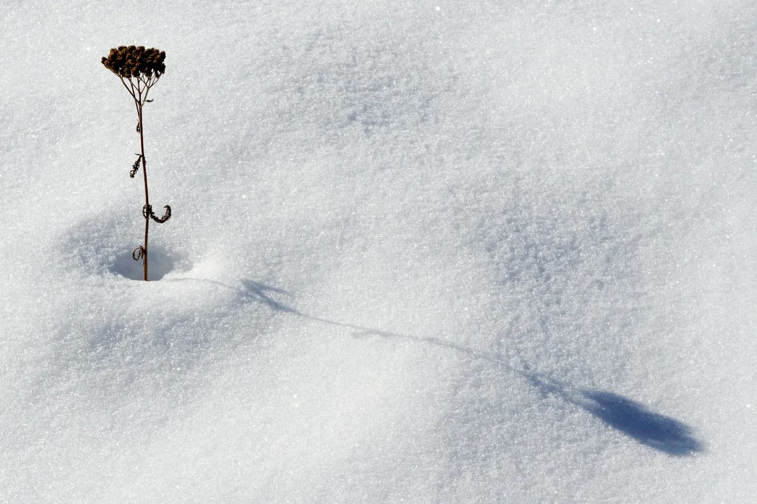 生长于3000米雪域，雪莲花药用价值珍贵且濒危