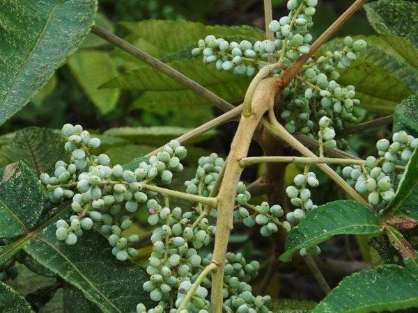 拐枣能治类风湿性关节炎吗