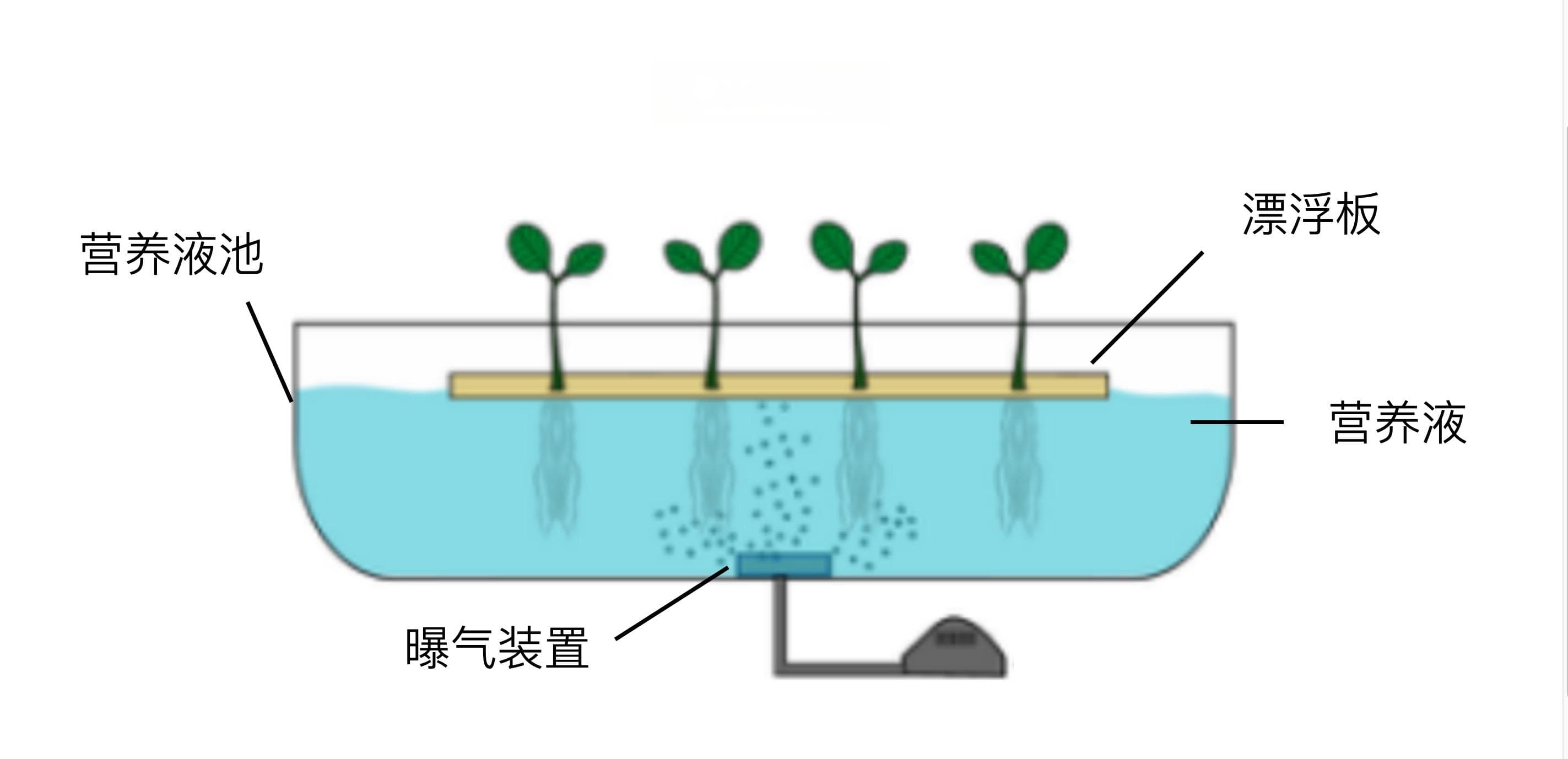 水培蔬菜：现代农业的新宠儿