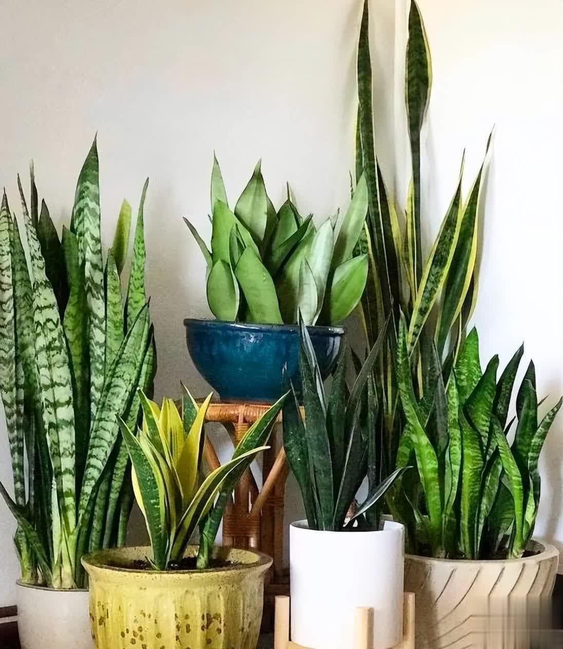 秋季养护秘籍：家中种植这4种花卉，不仅生命力旺盛还易繁殖，一盆轻松变多盆！
