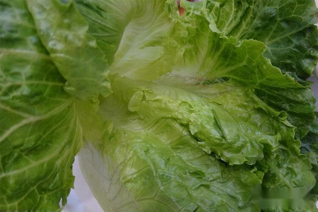 生菜可以放几天,生菜都有哪些保存方法