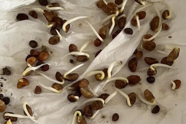 空心菜的种植方法，春、夏两季种植为佳