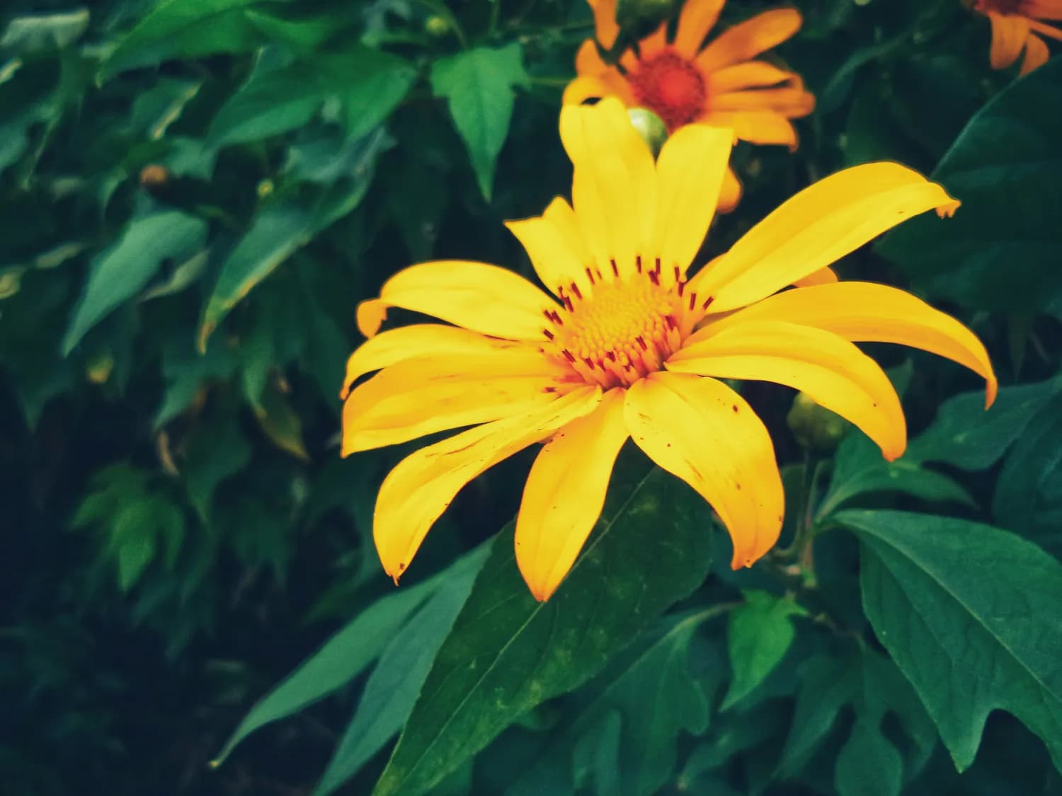 黄芪人参金银花，胰岛功能救星？