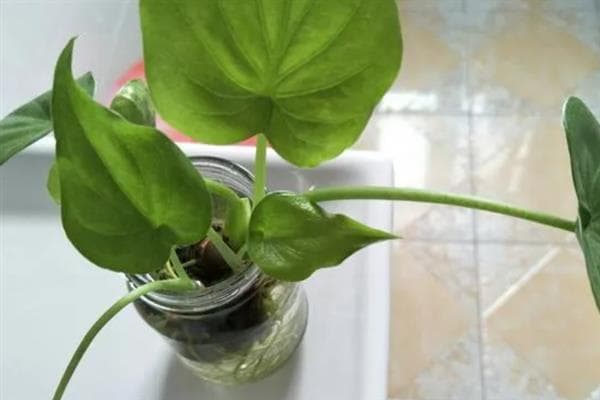滴水观音的水培方法与客厅摆放指南