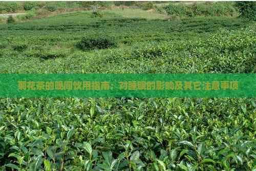 菊花茶的晚间饮用指南：对睡眠的影响及其它注意事项