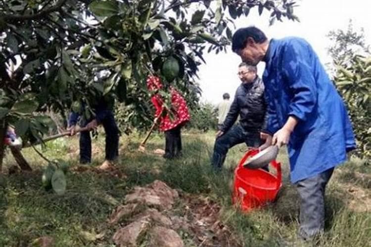 柑橘树的营养盛宴：掌握正确的施肥量