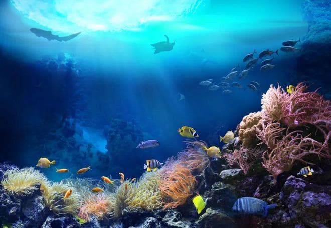 海洋生物都是怎么呼吸的呢？