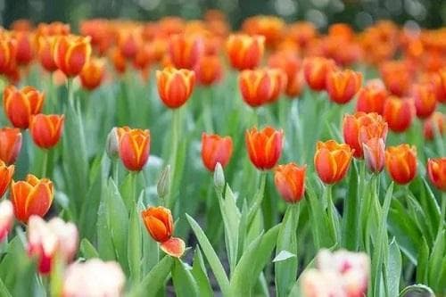 郁金香开花后管理要点