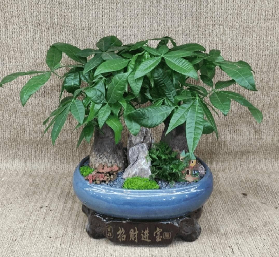 发财树到底要不要晒太阳，很多人都弄错了，现在纠正也不晚