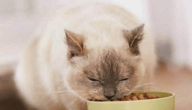 猫吃什么食物比较好？如何为宠物猫选择健康饮食？