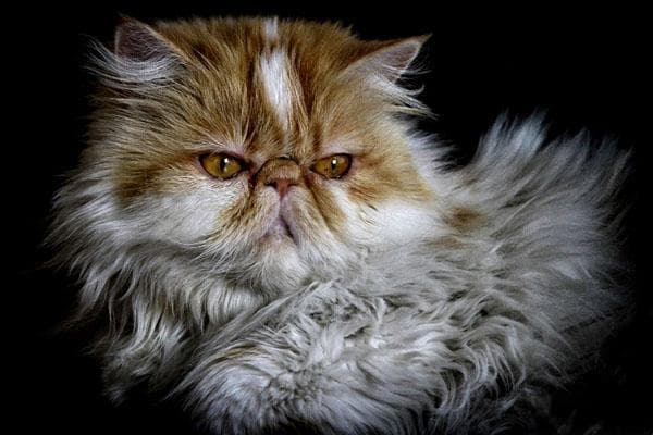 波斯猫：最古老家猫品种的全面解析