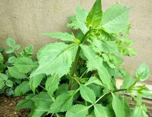 大丽花的种植及栽培方法（从时间、土壤到养护，打造美丽大丽花）