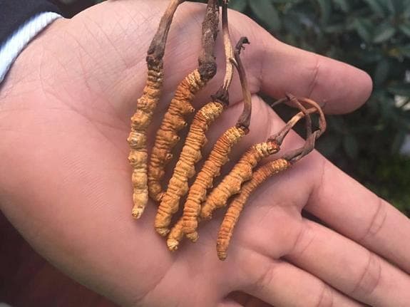 吃冬虫夏草到底能不能抗癌？中科院研究所：检测出最新科研成果