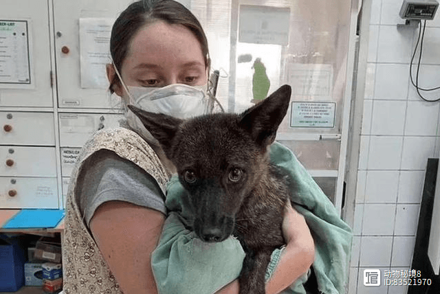 巴西现世界首只被承认的“犬狐”：狗和狐狸杂交后代Dogxim