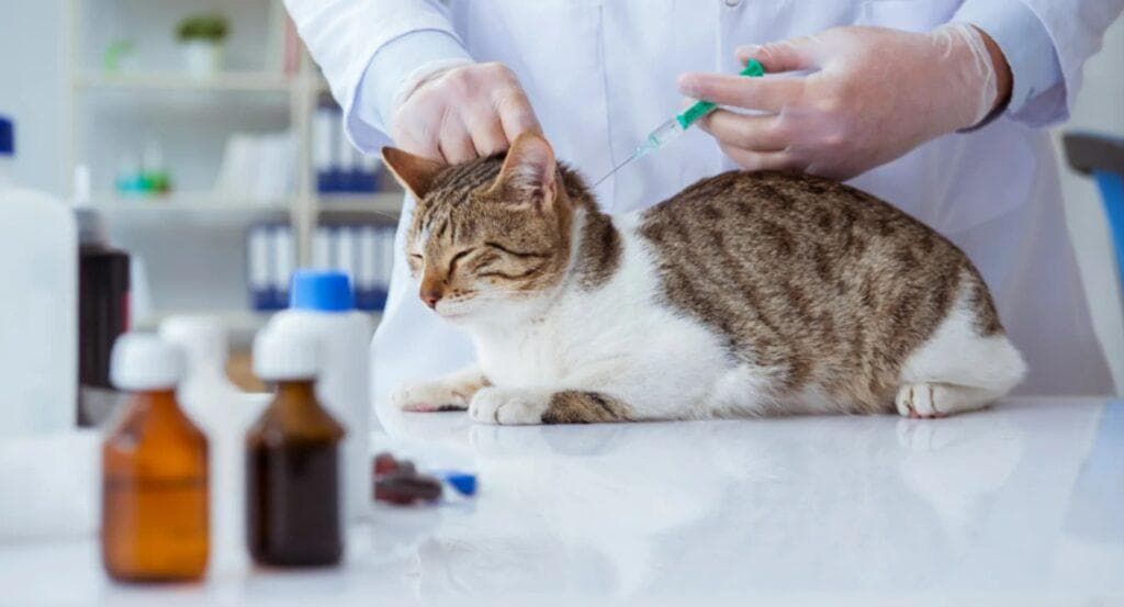 猫咪打疫苗指南：必备疫苗一览