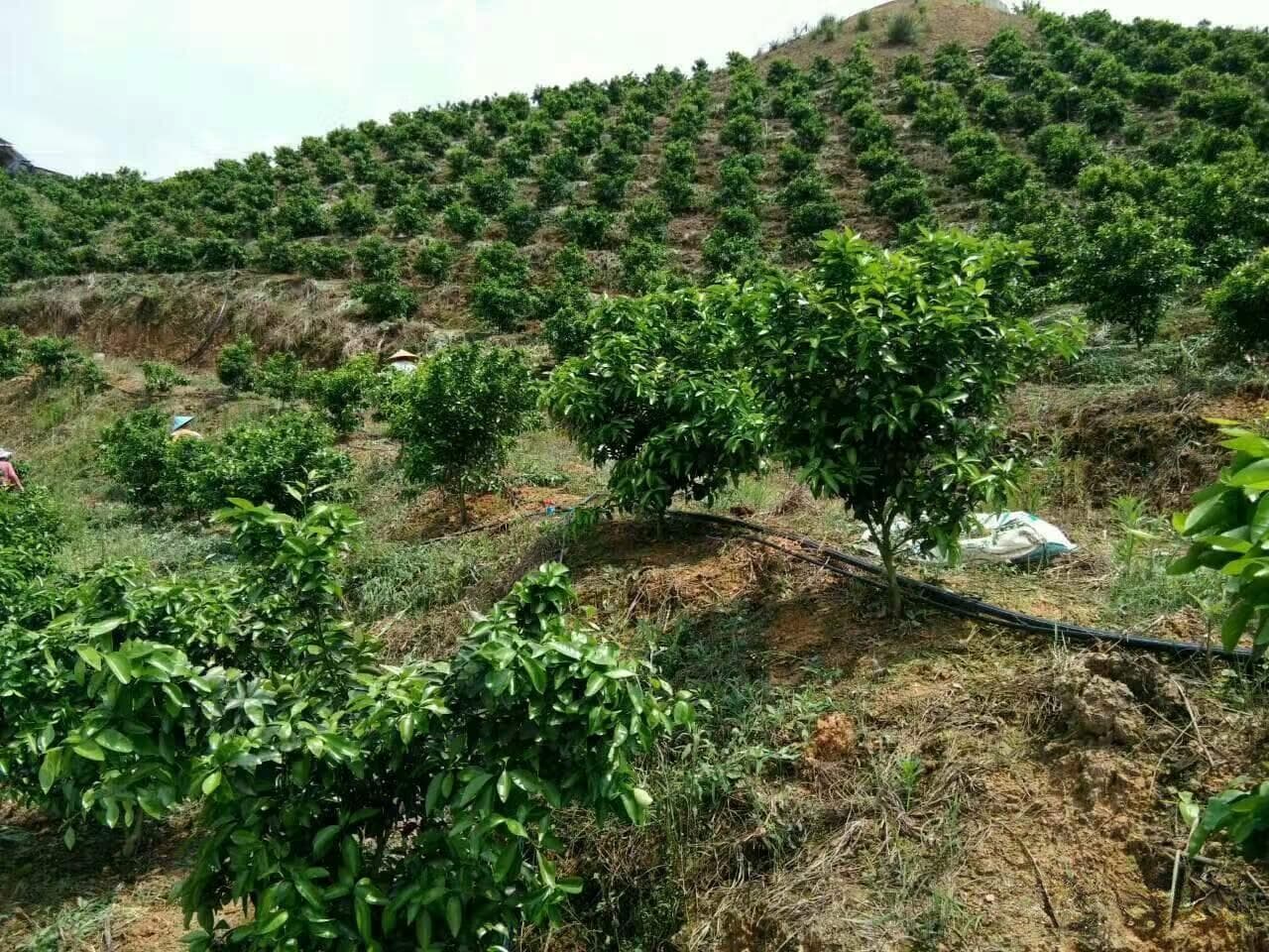 砂糖橘种植技术全攻略：从选苗到结果管理的详细指南