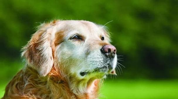 狗狗走失怎么办？（从宠物管理、搜寻方式到预防措施一应俱全）
