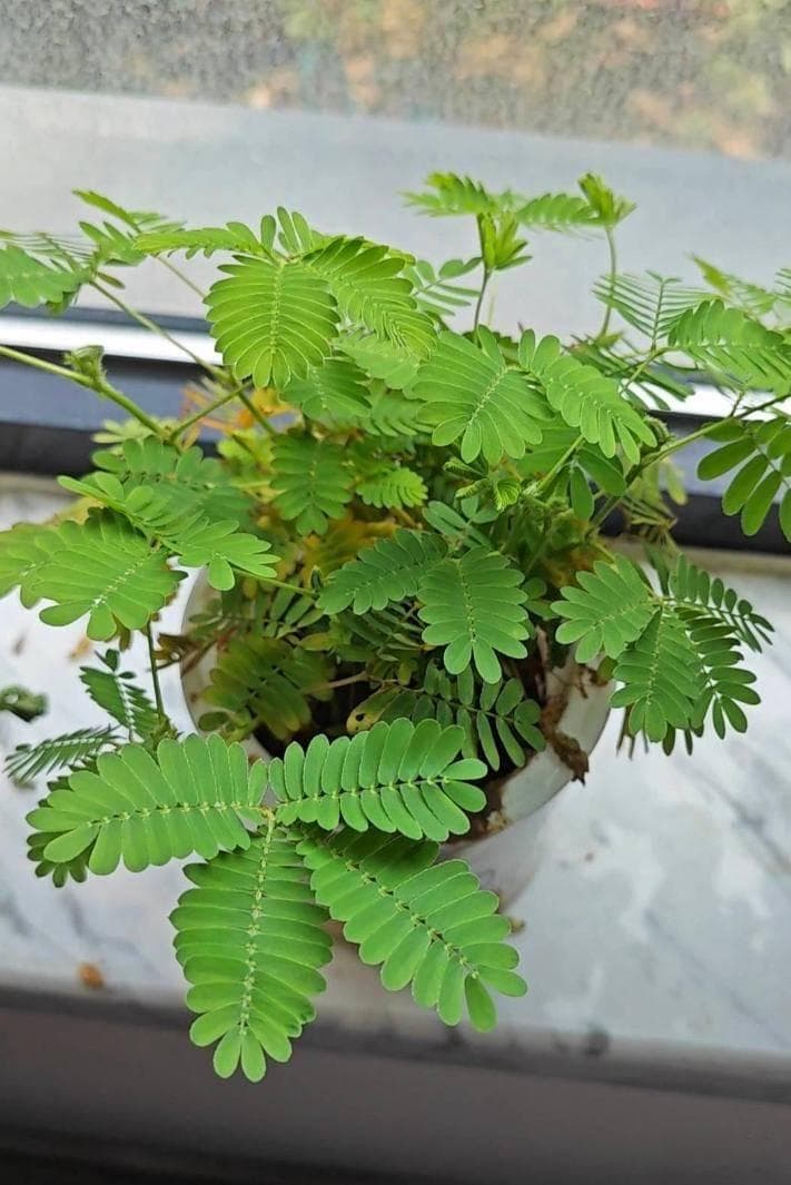 含羞草害羞的原因是什么？