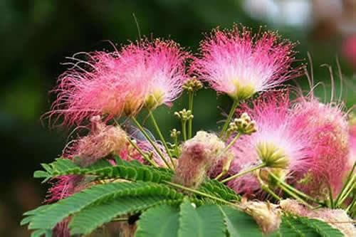 茉莉花叶子枯萎怎么回事