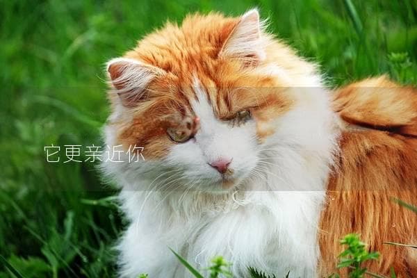 如何向猫咪示好，掌握这些小技巧让它更亲近你