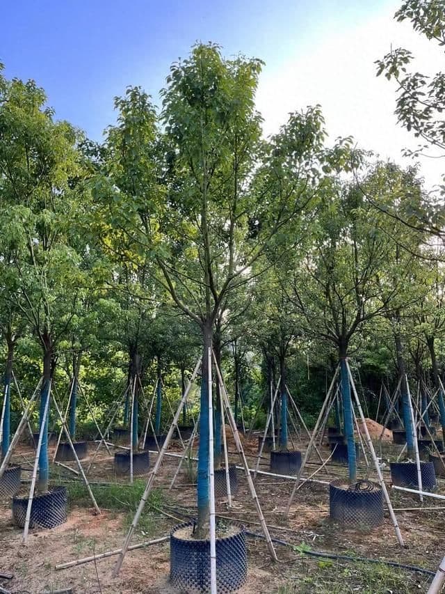 香樟树的种植方法