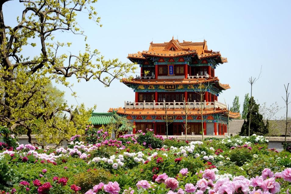 AI精选菏泽十大打卡景点：从牡丹园到水浒城