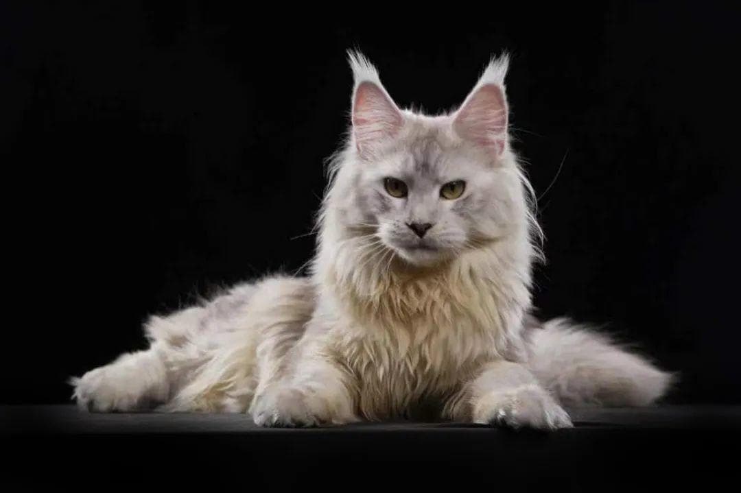 了解缅因猫：养猫新手必读指南，挑选与护理秘诀详解
