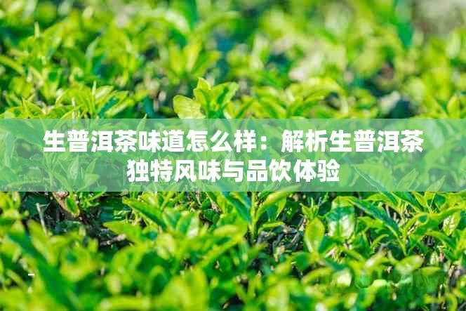 生普洱茶味道怎么样：解析生普洱茶独特风味与品饮体验