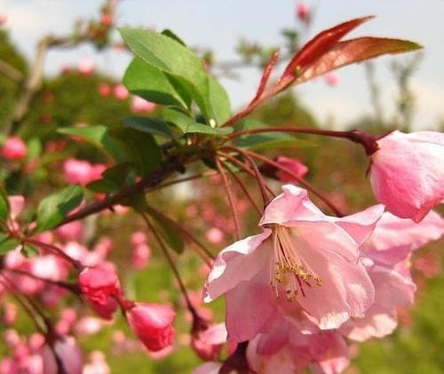 垂丝海棠：花期、生长习性及文化内涵全解析