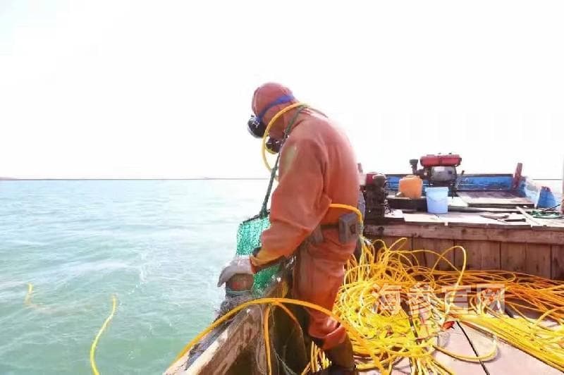 捕捞海参人的辛苦和心酸
