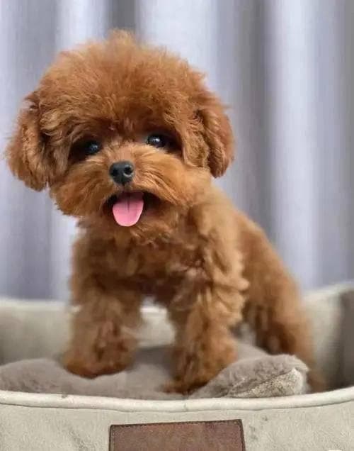 泰迪并非独立品种？细数“泰迪”与贵宾犬的本质区别！如何挑选真正的泰迪犬？