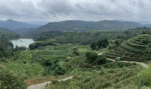 工艺优化 | 泰顺三杯香绿茶加工关键技术研究