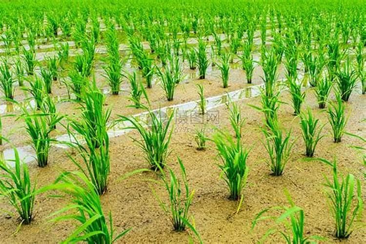 水稻超稀植栽培：合理施肥的关键策略
