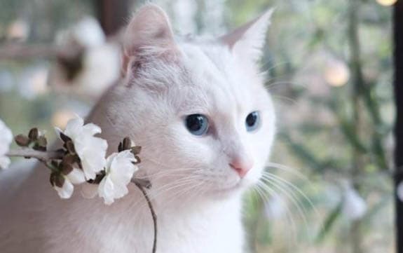 刚出生的小猫护理指南：饮食、健康和洗澡时机