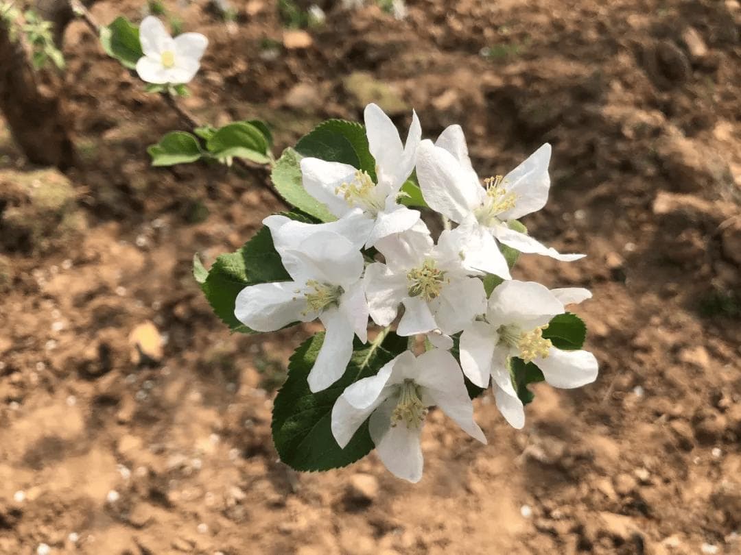 苹果树谢花后到幼果期的9大管理要点
