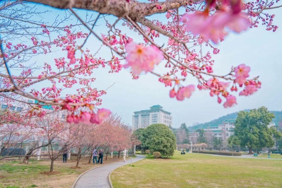 最新实况！东湖樱花园即将开园，武大早樱绽放