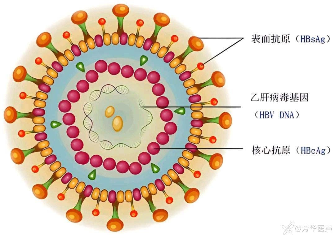 一文读懂乙肝五项检查结果