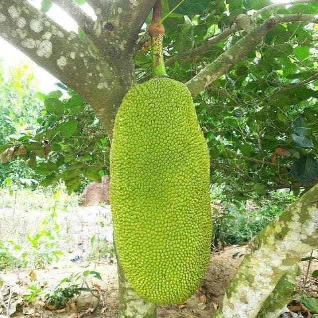 【水果地理】菠萝蜜和榴莲有什么区别？为什么泰国为何盛产榴莲？