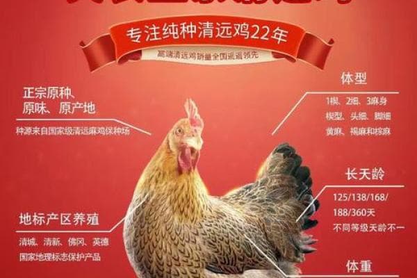 深入探讨母鸡的文化意义及其在农业中的价值