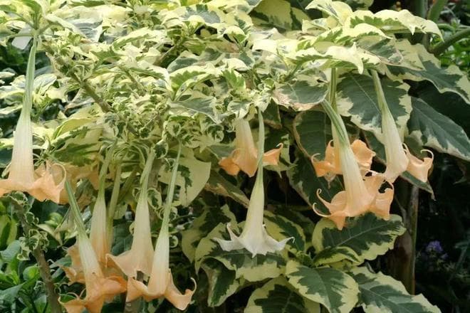 花叶木曼陀罗，可观叶赏花的大型灌木盆栽，喇叭状的花很壮观