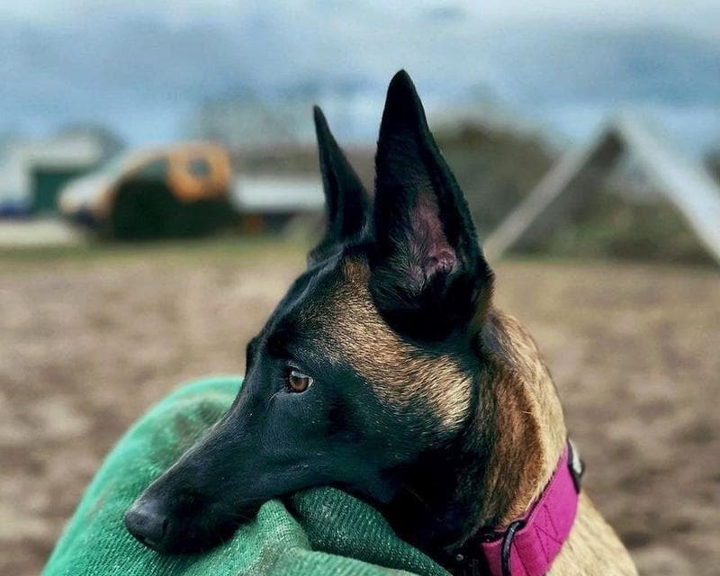 探秘以马犬：从起源到现状的独特之处