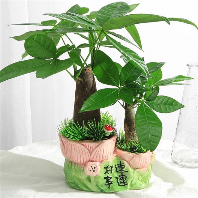 发财树插枝能否成活解析