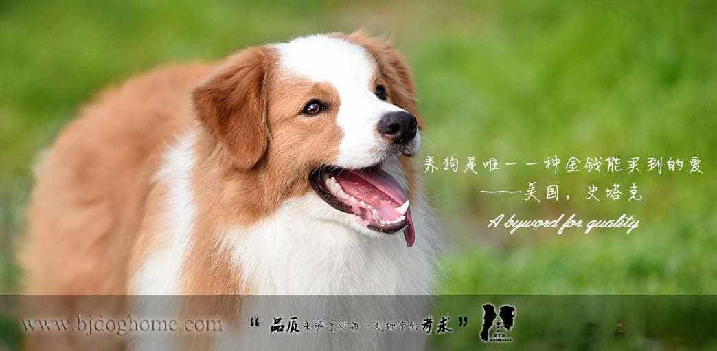 边境牧羊犬耳朵保养全攻略：从结构到清洁的全方位指南
