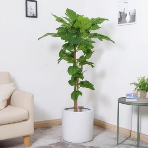6种卧室植物推荐：净化空气助眠，打造健康睡眠环境