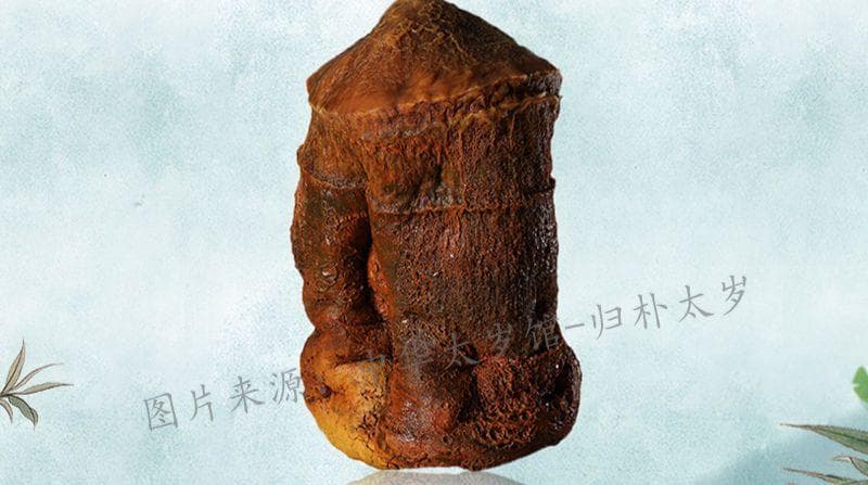 太岁肉灵芝：古老的起源，现代的科学奥秘？