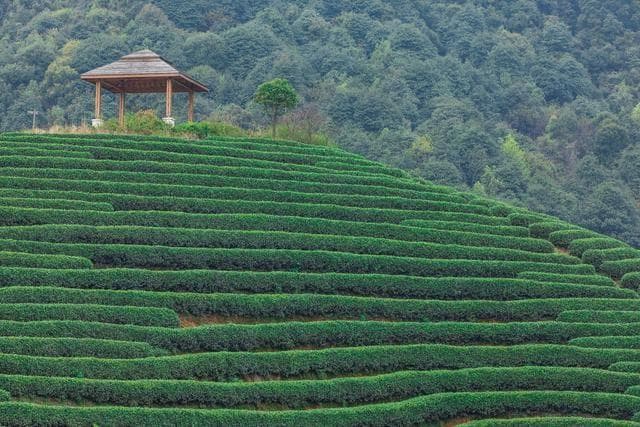 杭州市的龙井村夏季的茶园风光怎样?
